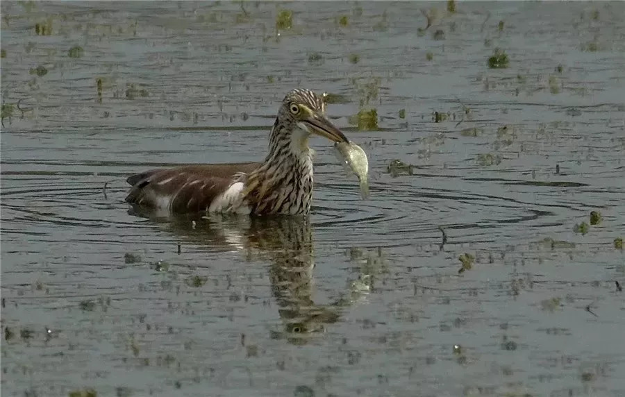 水清岸绿景怡人再添休闲好去处,冬日的南湖公园有多美