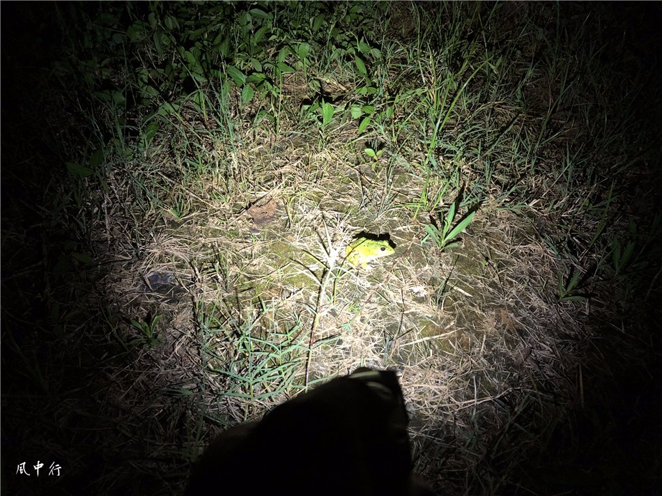 nitecore奈特科尔10000流明手电筒,nitecore手电筒老款