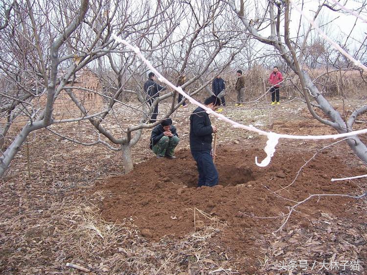 梦见树下挖到宝贝,梦见自己从老宅挖出了宝贝