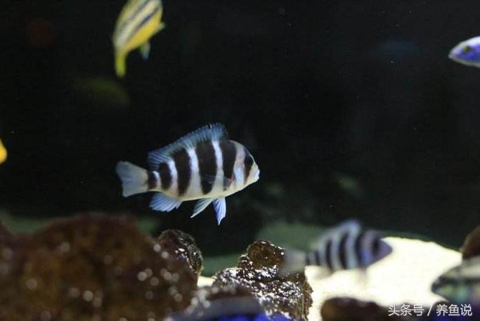 三湖慈鲷容易生什么病,三湖慈鲷不发色怎么回事