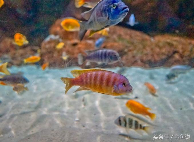 三湖慈鲷容易生什么病,三湖慈鲷不发色怎么回事