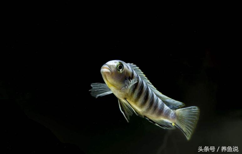 三湖慈鲷容易生什么病,三湖慈鲷不发色怎么回事