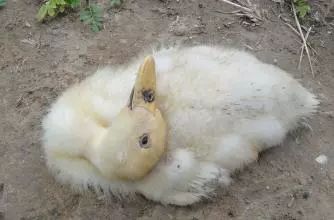 30天肉鸭趴着死怎么回事,肉鸭趴着死和蹬腿死有什么区别