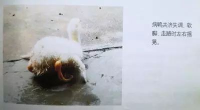 30天肉鸭趴着死怎么回事,肉鸭趴着死和蹬腿死有什么区别