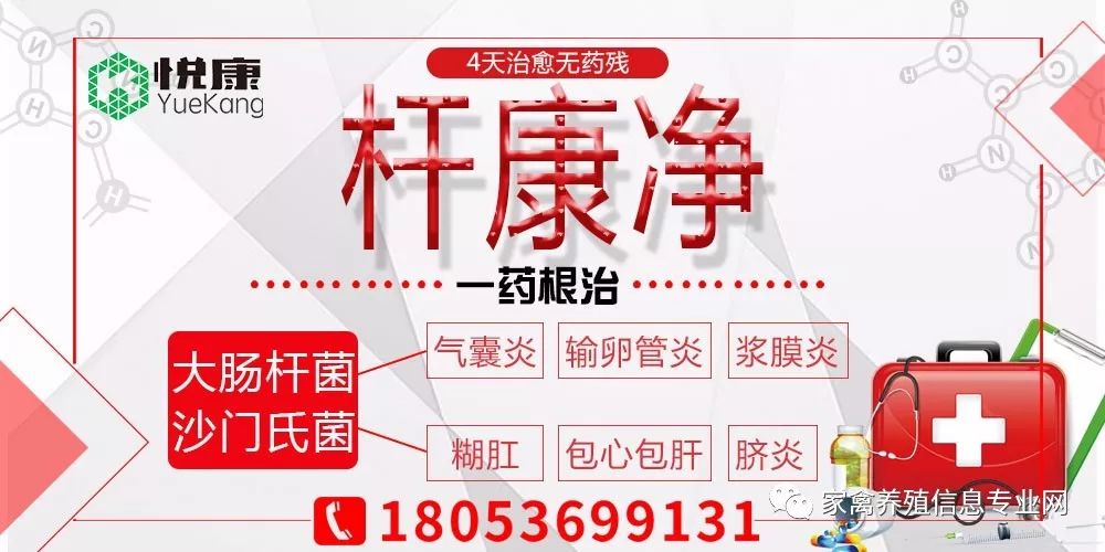 30天肉鸭趴着死怎么回事,肉鸭趴着死和蹬腿死有什么区别