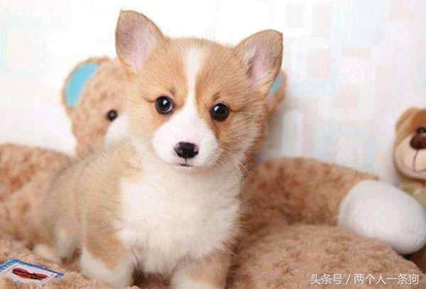 小柯基总是乱叫怎么办,小柯基总爱生病怎么办