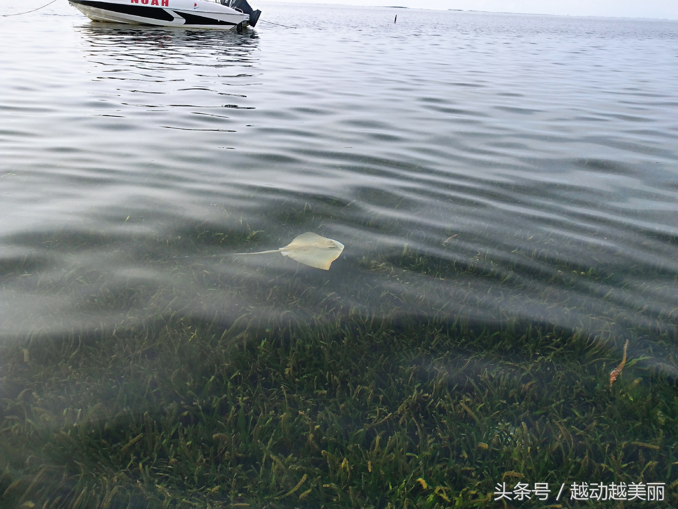 马尔代夫哪个岛浮潜最佳推荐,夏日全民旅行记海滩