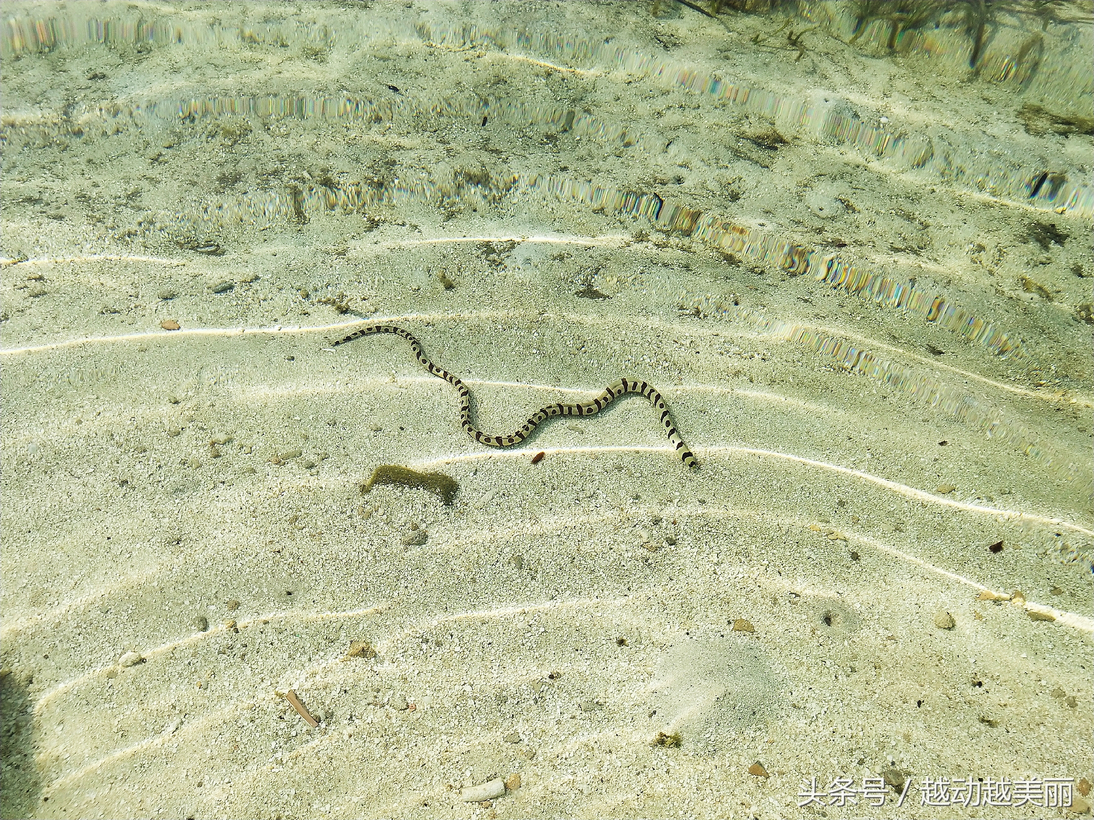 马尔代夫哪个岛浮潜最佳推荐,夏日全民旅行记海滩