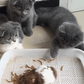 仓鼠吃饱后多少天再吃饭,仓鼠的哪些行为证明它饿了