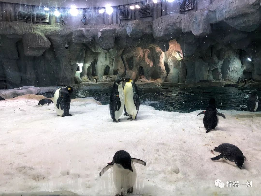 珠海长隆海洋王国美食攻略,深圳到珠海长隆海洋王国攻略