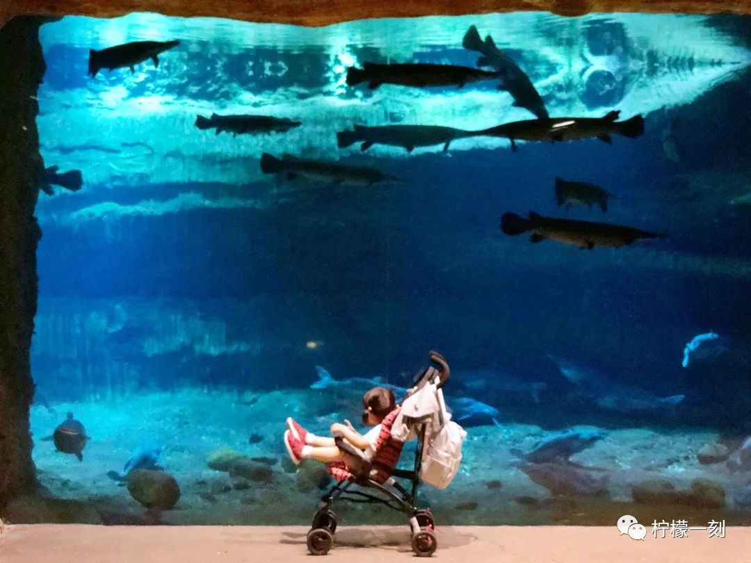 珠海长隆海洋王国美食攻略,深圳到珠海长隆海洋王国攻略