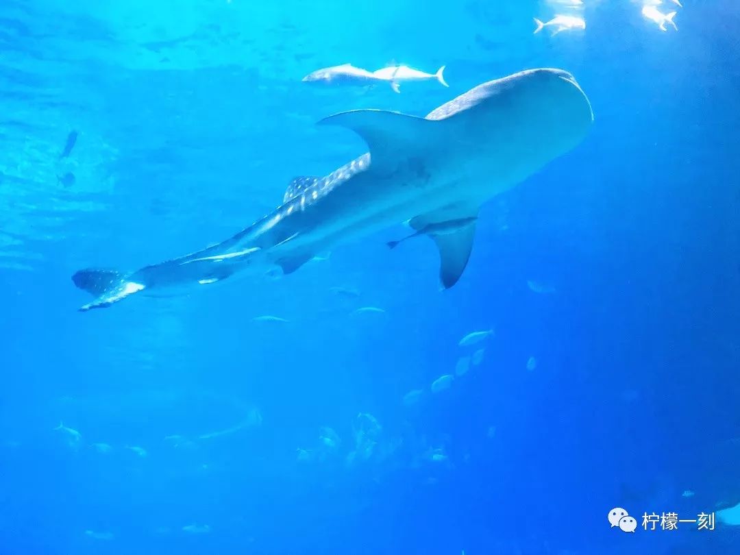 珠海长隆海洋王国美食攻略,深圳到珠海长隆海洋王国攻略