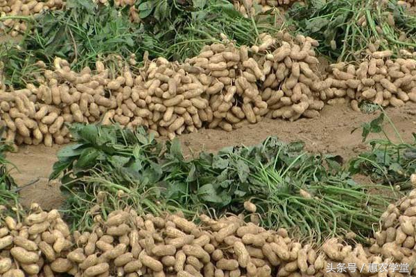 花生红蜘蛛防治,花生褐斑病药剂防治