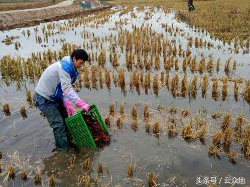 稻虾养殖技术及注意事项,稻虾养殖需要注意什么