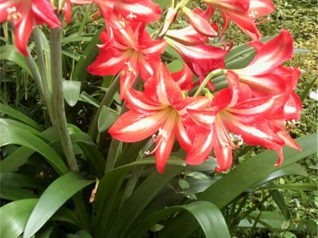 朱顶红叶子太长如何整理,朱顶红叶子长得太多了怎样修剪