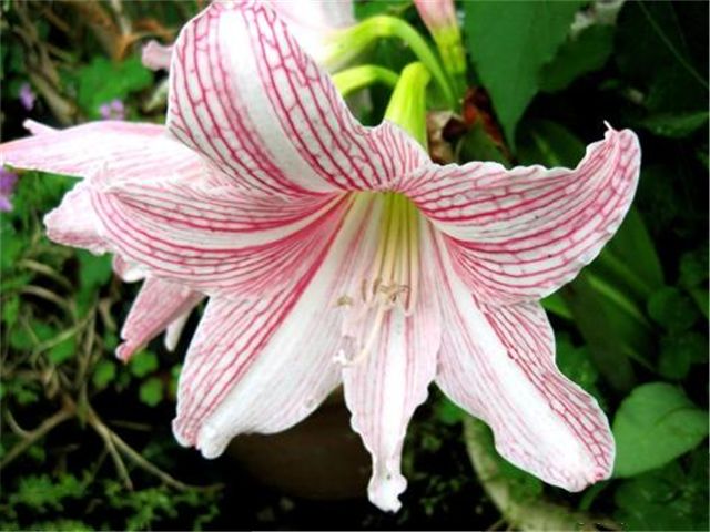 朱顶红叶子太长如何整理,朱顶红叶子长得太多了怎样修剪