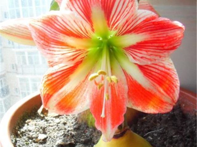 朱顶红叶子太长如何整理,朱顶红叶子长得太多了怎样修剪