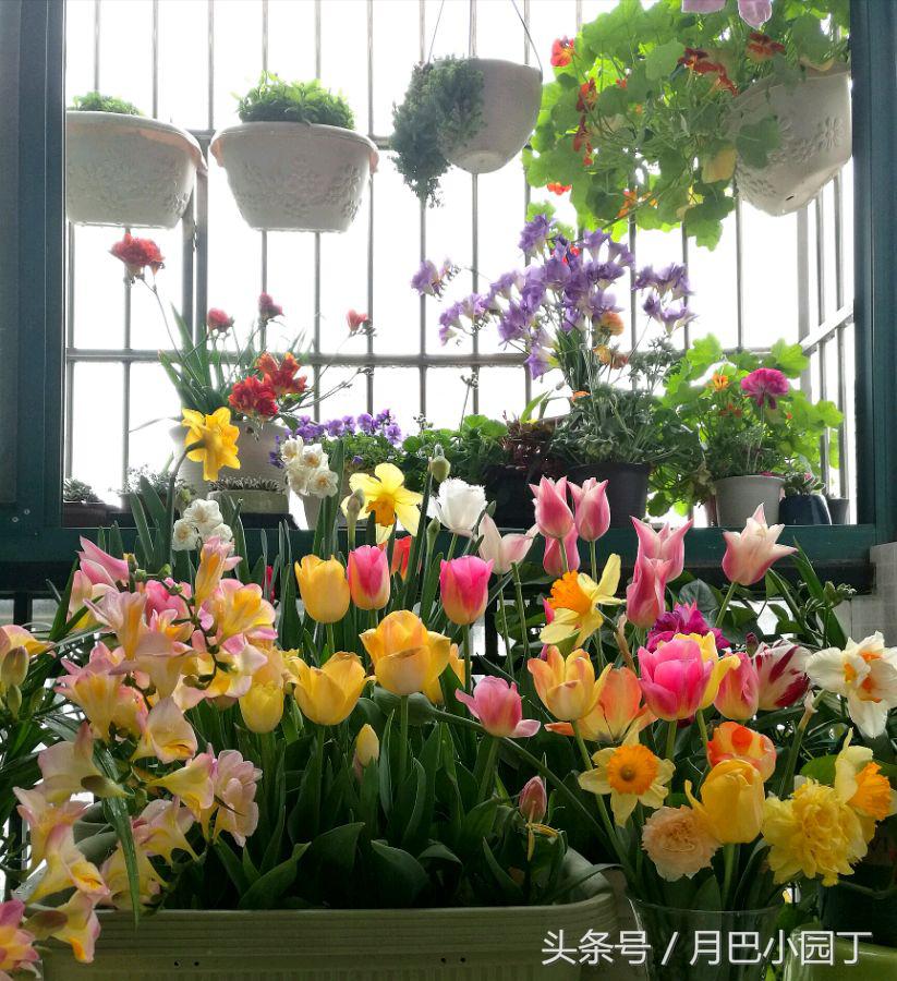 郁金香复花效果,郁金香复花跟原来花一样吗