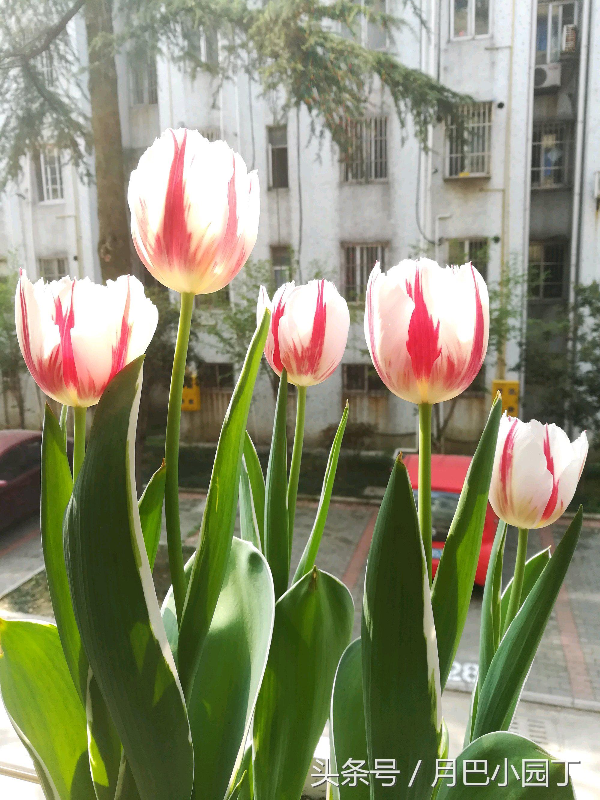 郁金香复花效果,郁金香复花跟原来花一样吗