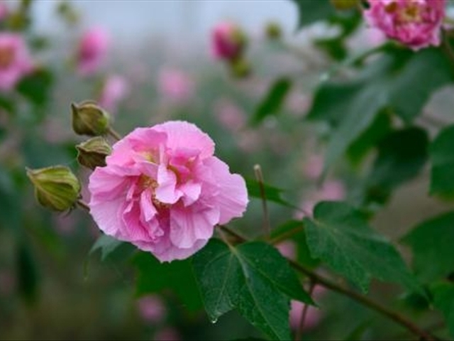 芙蓉花的养殖方法和注意事项,芙蓉花的养殖方法和注意点