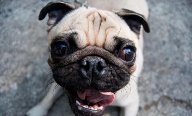 养巴哥犬最大的忌讳是什么呢图片,饲养巴哥犬的注意事项和禁忌