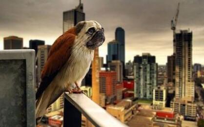 养巴哥犬最大的忌讳是什么呢图片,饲养巴哥犬的注意事项和禁忌