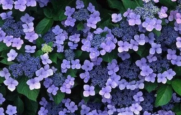 详解紫罗兰的养护小技巧,紫罗兰的养护方法和注意事项