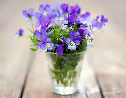 详解紫罗兰的养护小技巧,紫罗兰的养护方法和注意事项