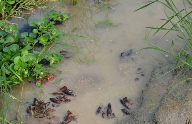 小龙虾肠炎什么样,小龙虾得肠炎什么症状