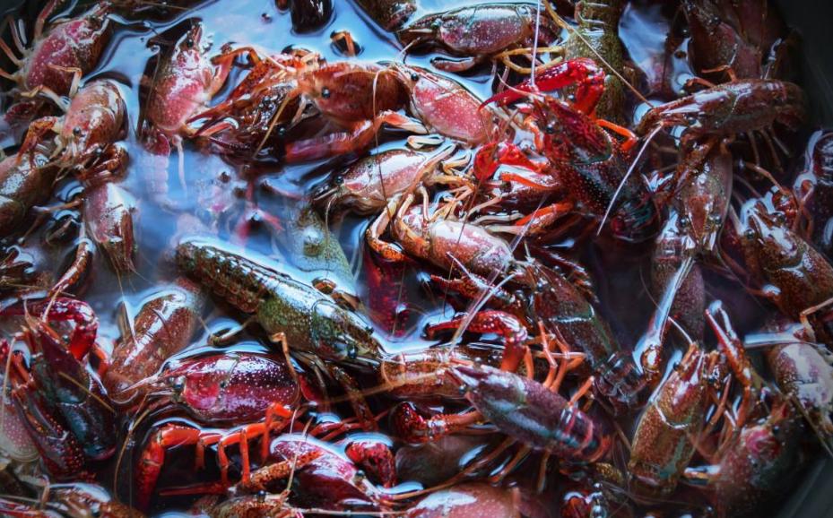 小龙虾肠炎什么样,小龙虾得肠炎什么症状