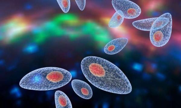 孕期能不能养猫央视辟谣,孕期养猫弓形虫感染