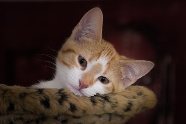 孕期能不能养猫央视辟谣,孕期养猫弓形虫感染