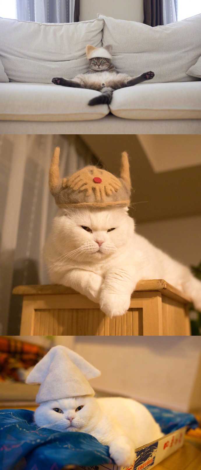 宠物掉毛怎么去除,宠物掉毛如何打理毛发毛囊