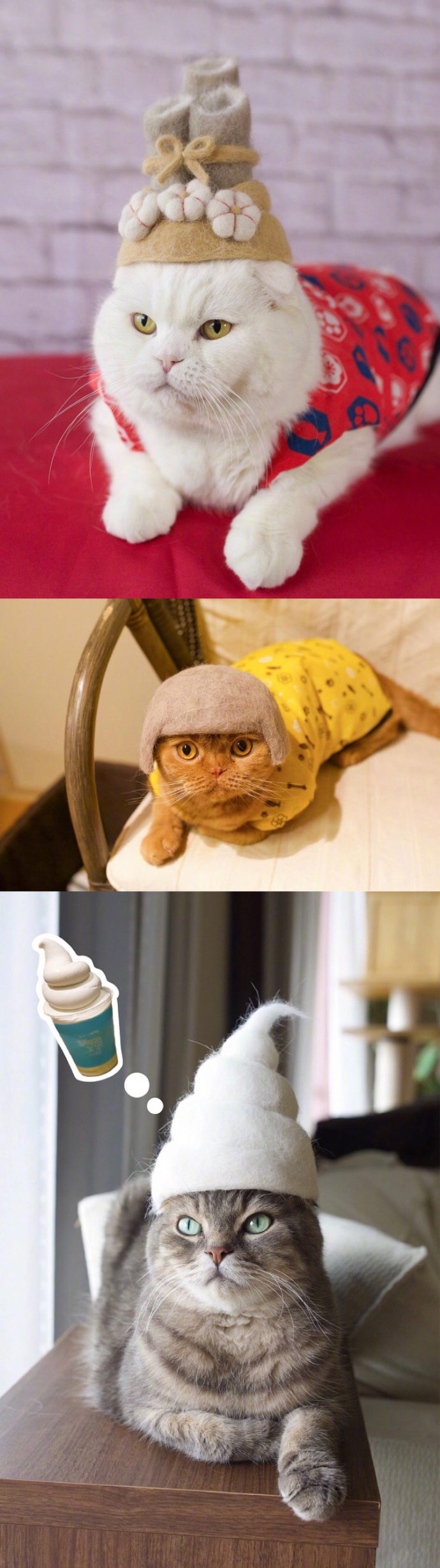 宠物掉毛怎么去除,宠物掉毛如何打理毛发毛囊