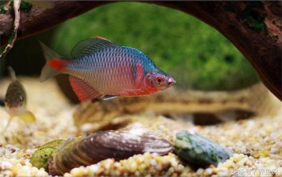 原生观赏鱼大全,原生观赏鱼与观赏鱼的区别