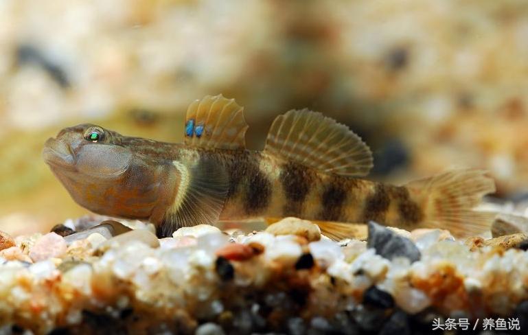 原生观赏鱼大全,原生观赏鱼与观赏鱼的区别