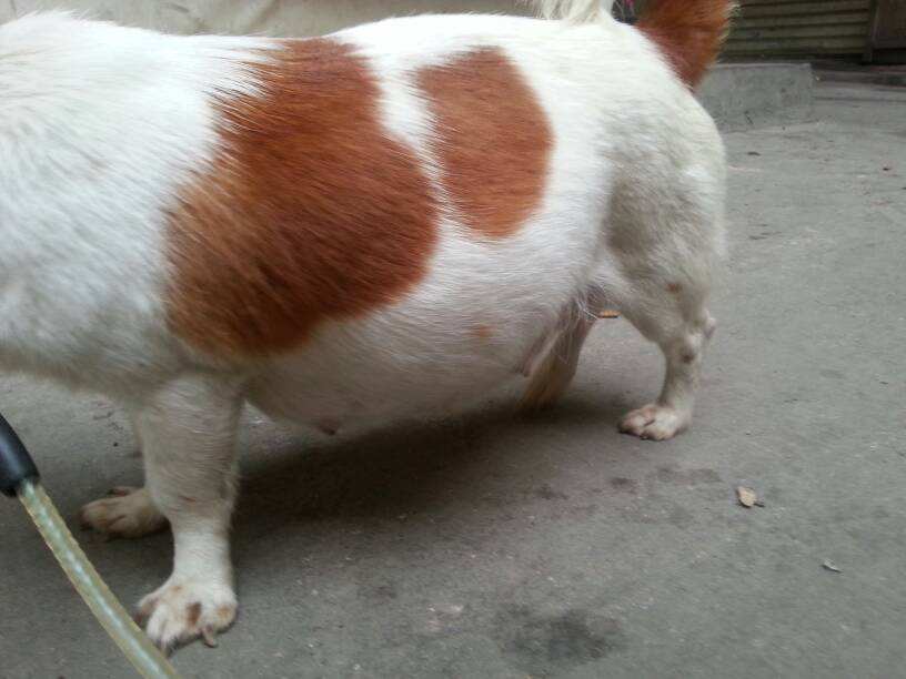 狗狗怀孕了有什么表现,怀孕期间狗狗需要注意什么