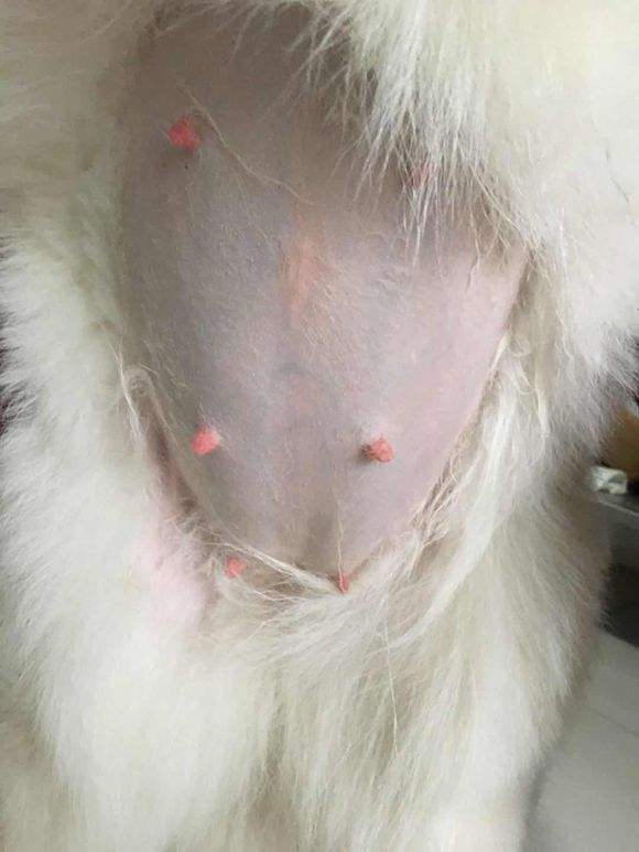 狗狗怀孕了有什么表现,怀孕期间狗狗需要注意什么