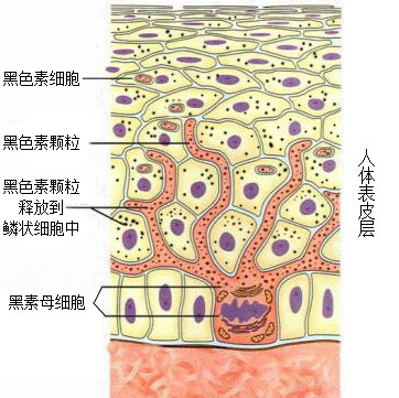 根治面部黑褐斑的方法,色素失调症自愈的最佳方法
