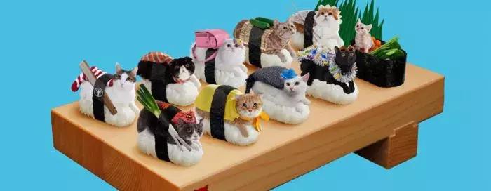 猫咪卧在盘子,猫咪卧在桌子上