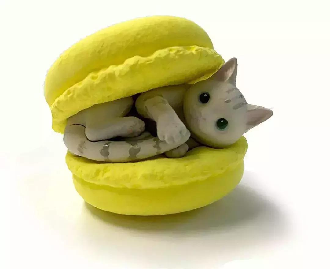 猫咪卧在盘子,猫咪卧在桌子上