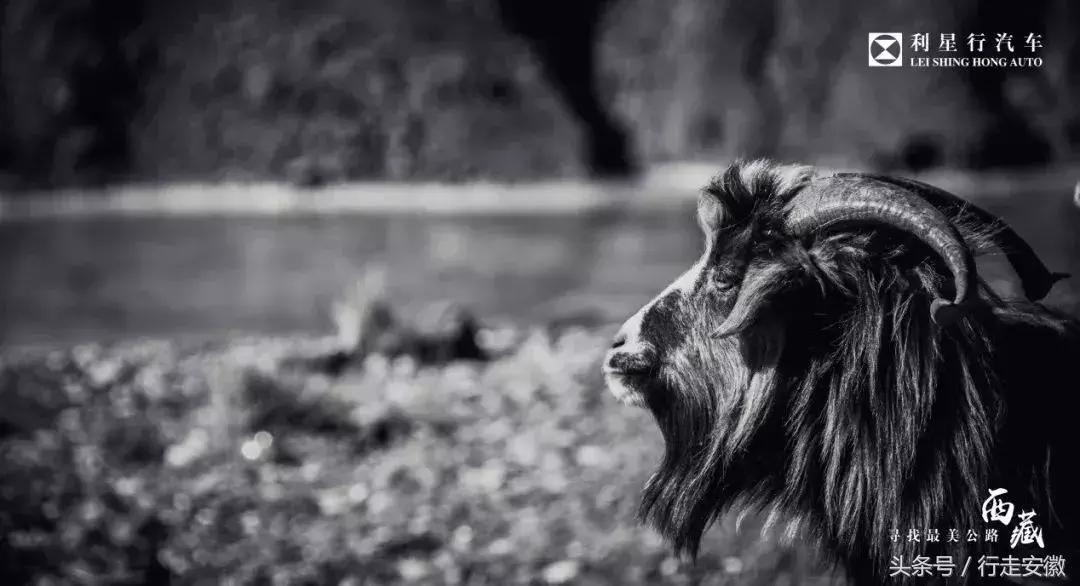 寻找最美公路,利星行寻找最美公路