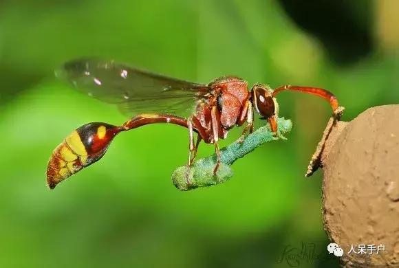 美味可口的蜂蜜竟是吐出来的,美味可口的蜂蜜竟然是吐出来的