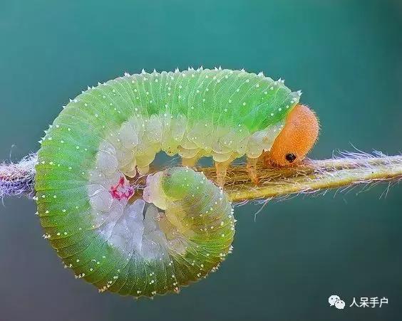 美味可口的蜂蜜竟是吐出来的,美味可口的蜂蜜竟然是吐出来的