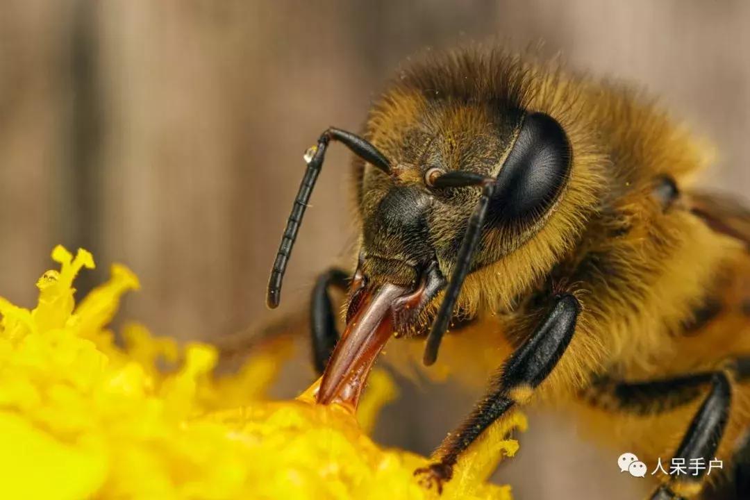 美味可口的蜂蜜竟是吐出来的,美味可口的蜂蜜竟然是吐出来的