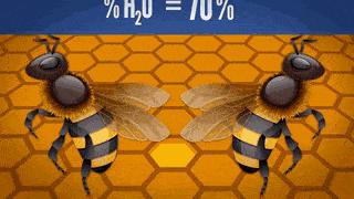 美味可口的蜂蜜竟是吐出来的,美味可口的蜂蜜竟然是吐出来的