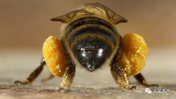 美味可口的蜂蜜竟是吐出来的,美味可口的蜂蜜竟然是吐出来的