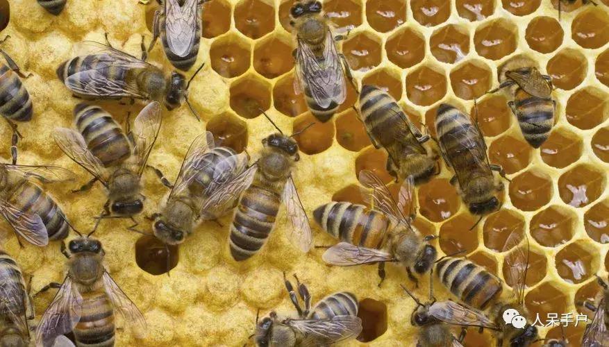 美味可口的蜂蜜竟是吐出来的,美味可口的蜂蜜竟然是吐出来的