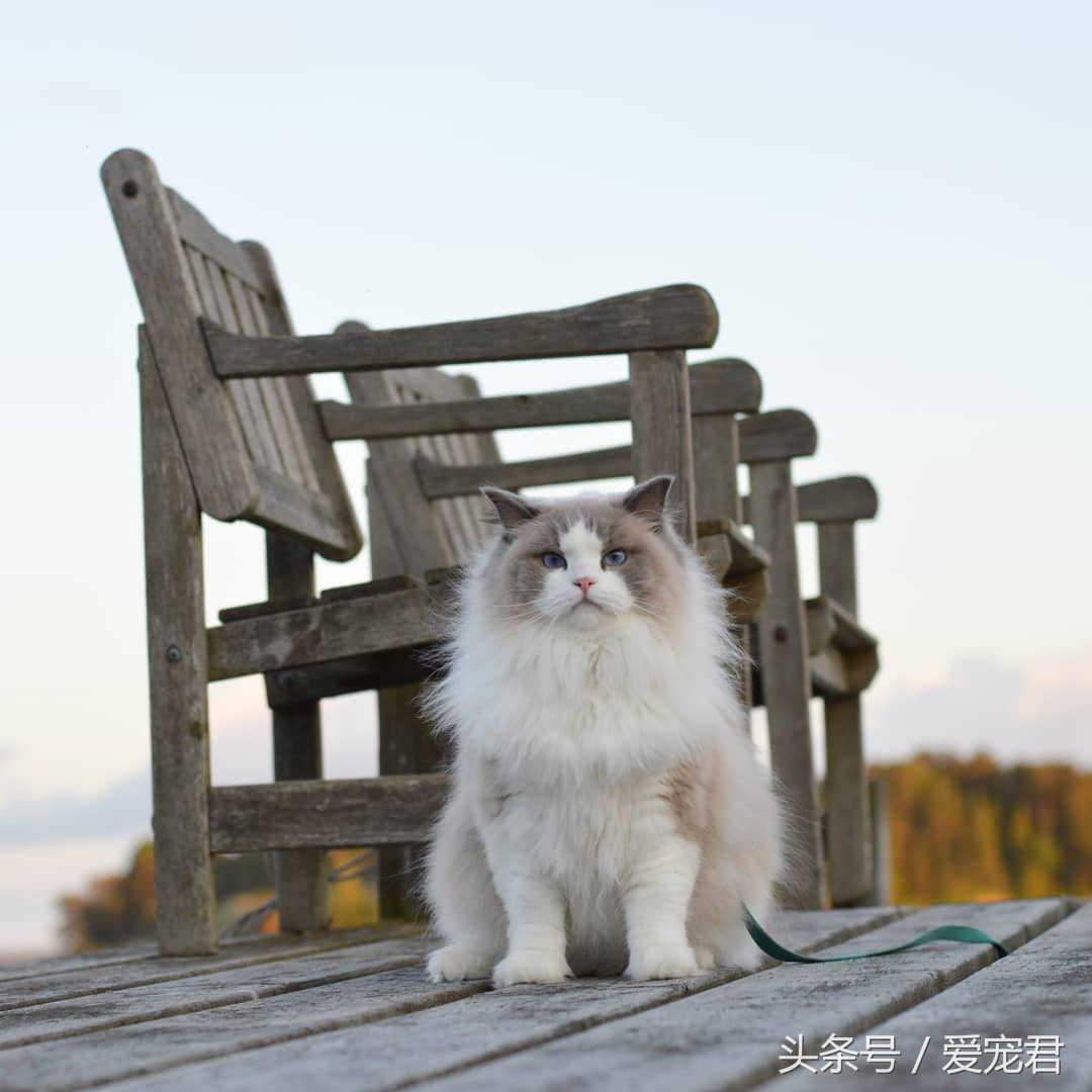 猫咪独自在家怎么避免孤独,猫咪经常在家会无聊吗