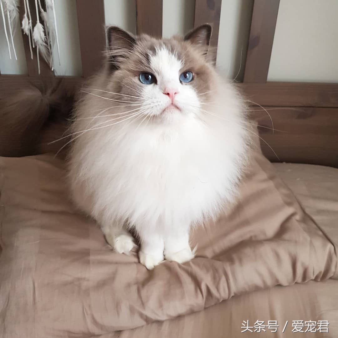 猫咪独自在家怎么避免孤独,猫咪经常在家会无聊吗